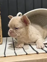 King George, a male French Bulldog for sale in Bowling Green, KY – 8 of 8