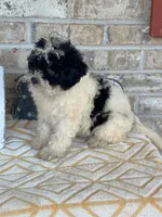 Bonnie, a female Miniature Bernedoodle for sale in Bowling Green, KY – 2 of 7