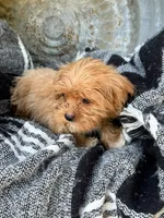 Ava, a female Cavapoo for sale in Bowling Green, KY – 9 of 10