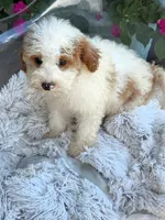Brook, a female Miniature Bernedoodle for sale in Bowling Green, KY – 4 of 6