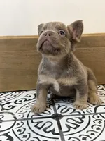 Bentley, a male French Bulldog for sale in Bowling Green, KY – 2 of 8