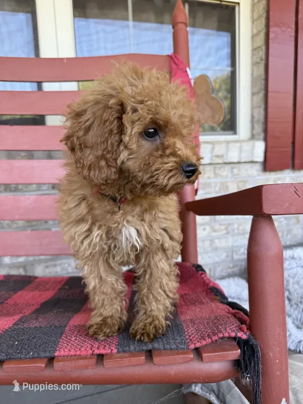 Cora – Miniature Labradoodle puppy for sale in Bowling Green, KY
