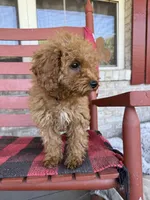 Cora, a female Miniature Labradoodle for sale in Bowling Green, KY – 3 of 6