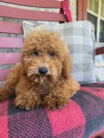 Jasper, a male Miniature Labradoodle for sale in Bowling Green, KY – 4 of 4