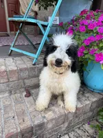 Beau, a male Miniature Bernedoodle for sale in Bowling Green, KY – 8 of 8