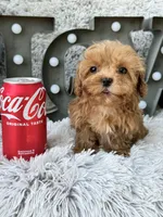 Apple, a female Cavapoo for sale in Bowling Green, KY – 3 of 10
