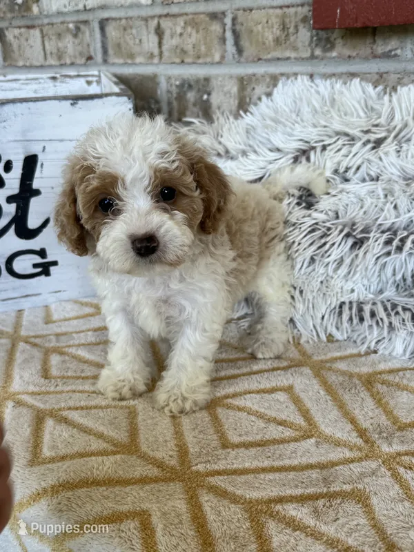 Rory – Cavapoo puppy for sale in Bowling Green, KY