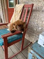 Cinamon, a female Pomsky for sale in Bowling Green, KY – 6 of 6