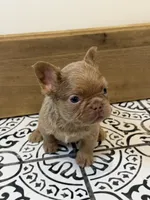 Butterscotch, a male French Bulldog for sale in Bowling Green, KY – 5 of 10