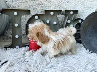 Acorn, a male Cavapoo for sale in Bowling Green, KY – 5 of 6