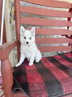 Abby, a female Pomsky for sale in Bowling Green, KY – 4 of 5