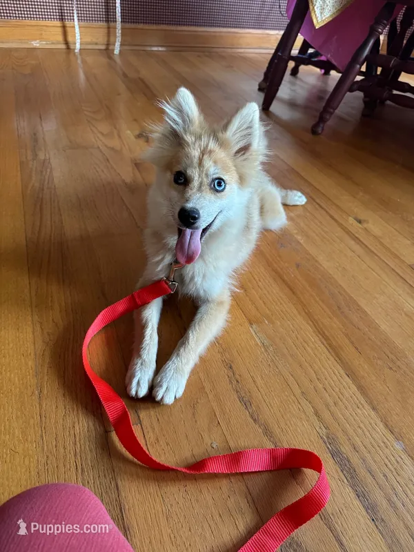 Reese – Pomsky puppy for sale in Bowling Green, KY