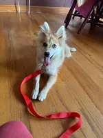 Reese, a male Pomsky for sale in Bowling Green, KY – 2 of 6