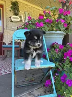 Avery, a female Pomsky for sale in Bowling Green, KY – 4 of 7
