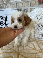 Rory, a female Cavapoo for sale in Bowling Green, KY – 4 of 5