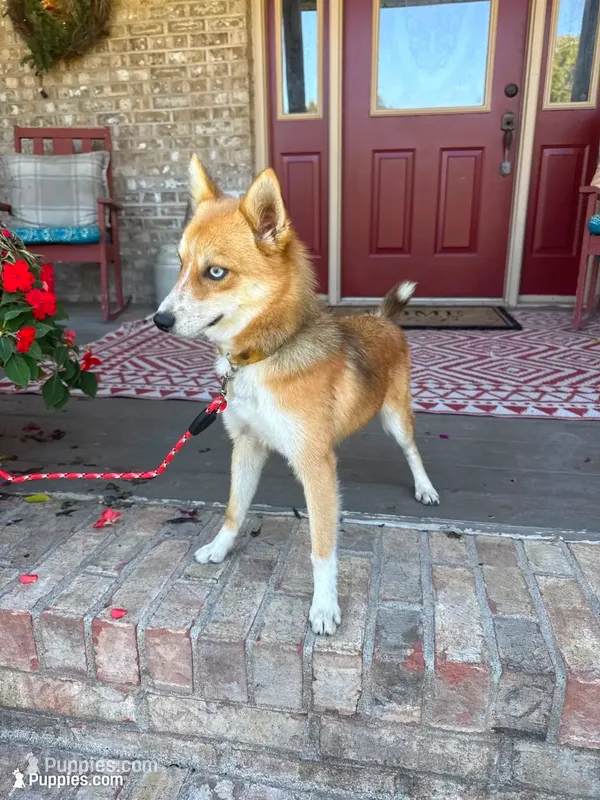 Hugo – Pomsky puppy for sale in Bowling Green, KY