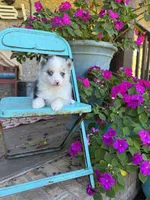 Aspen, a female Pomsky for sale in Bowling Green, KY – 6 of 7