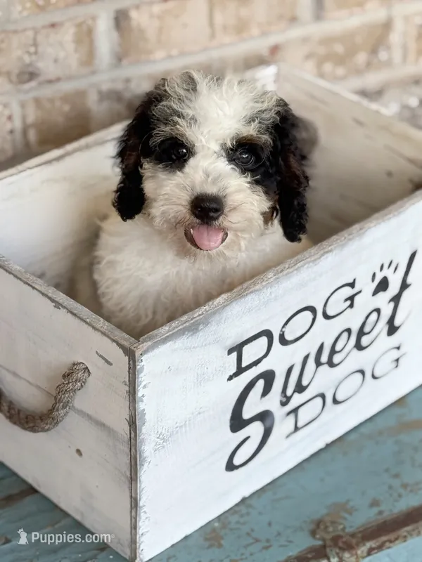 Beau – Miniature Bernedoodle puppy for sale in Bowling Green, KY
