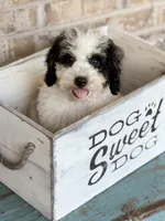 Beau, a male Miniature Bernedoodle for sale in Bowling Green, KY – 1 of 8