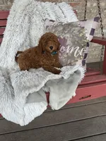 Jasper, a male Miniature Labradoodle for sale in Bowling Green, KY – Photo 3 of 4