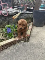 Jasper, a male Miniature Labradoodle for sale in Bowling Green, KY – Photo 4 of 4