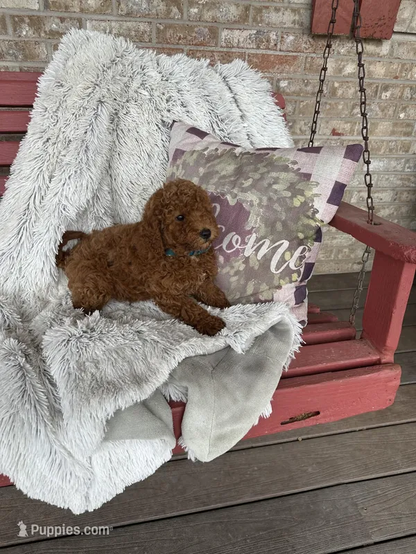 Jasper – Miniature Labradoodle puppy for sale in Bowling Green, KY