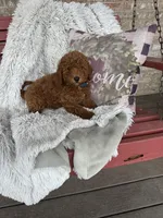 Jasper, a male Miniature Labradoodle for sale in Bowling Green, KY – Photo 2 of 4