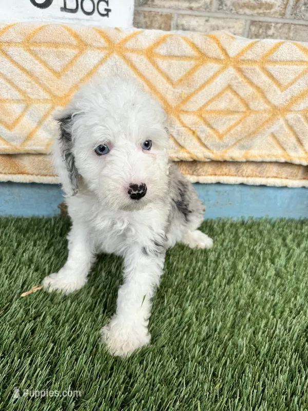 Nitro – Miniature Bernedoodle puppy for sale in Bowling Green, KY