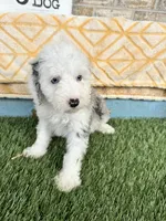 Nitro, a male Miniature Bernedoodle for sale in Bowling Green, KY – 1 of 4