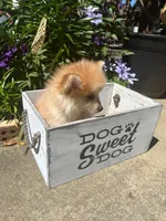 Ryder, a male Pomsky for sale in Bowling Green, KY – 2 of 9