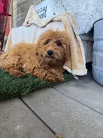 Jewels, a female Miniature Labradoodle for sale in Bowling Green, KY – 3 of 6