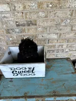 Elsa, a female Cavapoo for sale in Bowling Green, KY – 5 of 7