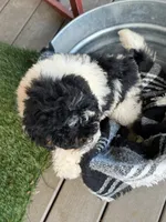 Brody, a male Miniature Bernedoodle for sale in Bowling Green, KY – 4 of 6