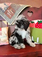 Nala, a female Miniature Bernedoodle for sale in Bowling Green, KY – 2 of 9
