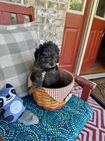 Leo, a male Cavapoo for sale in Bowling Green, KY – 8 of 8