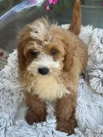 Beaver, a male Miniature Bernedoodle for sale in Bowling Green, KY – 1 of 10