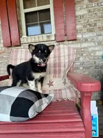 Harley, a female Pomsky for sale in Bowling Green, KY – 2 of 7
