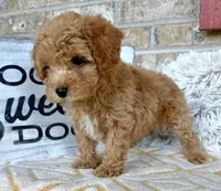 Remi, a male Cavapoo for sale in Bowling Green, KY – 2 of 5