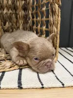 Butterscotch, a male French Bulldog for sale in Bowling Green, KY – 8 of 10