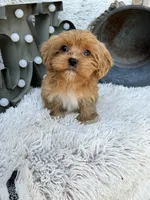 Ava, a female Cavapoo for sale in Bowling Green, KY – 10 of 10