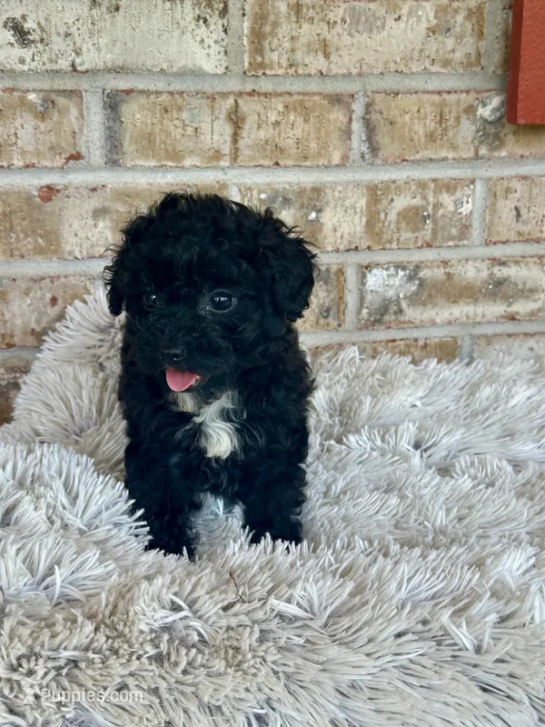 Lizzy – Cavapoo puppy for sale in Bowling Green, KY