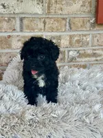 Lizzy, a female Cavapoo for sale in Bowling Green, KY – 2 of 5
