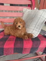 Goldie, a female Miniature Labradoodle for sale in Bowling Green, KY – 5 of 5