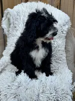 Nova, a female Sheepadoodle for sale in Bowling Green, KY – 3 of 5