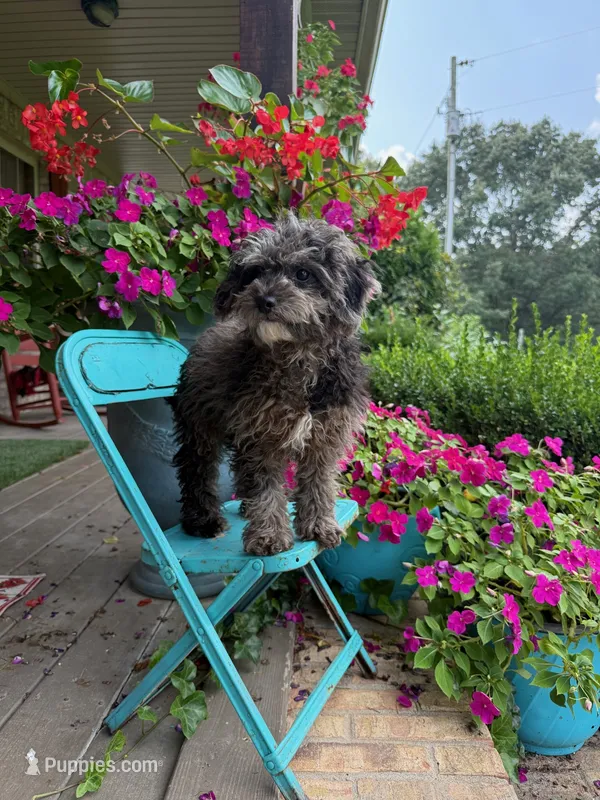 Leo – Cavapoo puppy for sale in Bowling Green, KY
