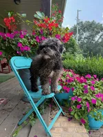 Leo, a male Cavapoo for sale in Bowling Green, KY – 4 of 5