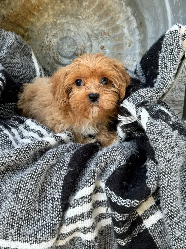 Ava – Cavapoo puppy for sale in Bowling Green, KY