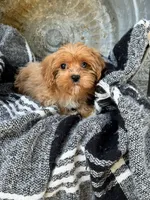 Ava, a female Cavapoo for sale in Bowling Green, KY – 8 of 10