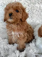 processed/dcadb6dc-a860-42e7-9c5c-3769c9f79e8d/listing/49a0363d-e052-4d18-a49e-92c6c2f47e8b/ce8ca06f-d02e-4dfc-b3b7-ae2c2640c72a