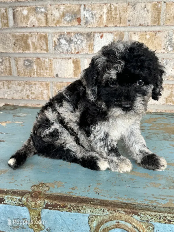 Shadow – Bernedoodle puppy for sale in Bowling Green, KY